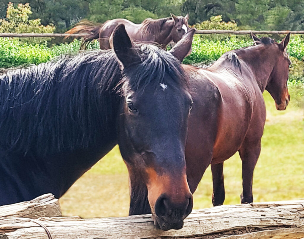 Melaleuca Seaside Retreat - Horses Questions